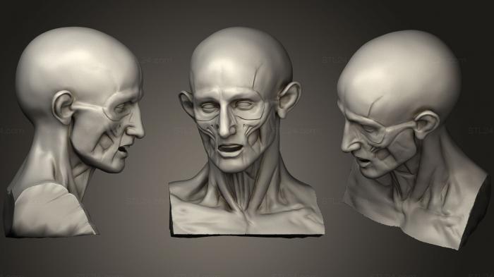 Головной корч Houdon Ecorche