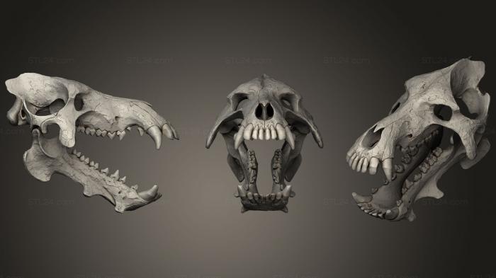 Череп Daeodon Shoshonensis Entelodonte 2