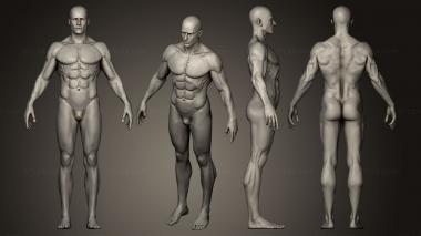 Figurines of people Female and male anatomy figures 3d model