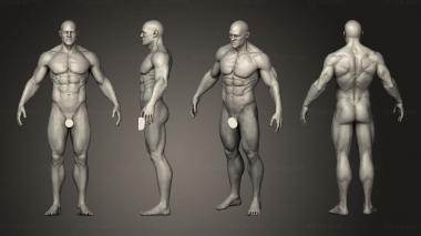Figurines of people Male Anatomy Zremesher 3d model