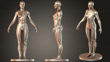 Figurines of people Female Anatomy 3d model
