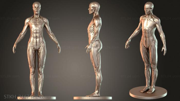 Figurines of people (Female Anatomy Duplicate, STKH_3667) 3D models for cnc