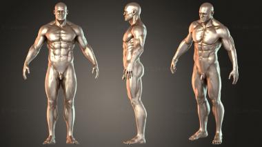 Figurines of people Male Anatomy ZTL ZRemesher 3d model